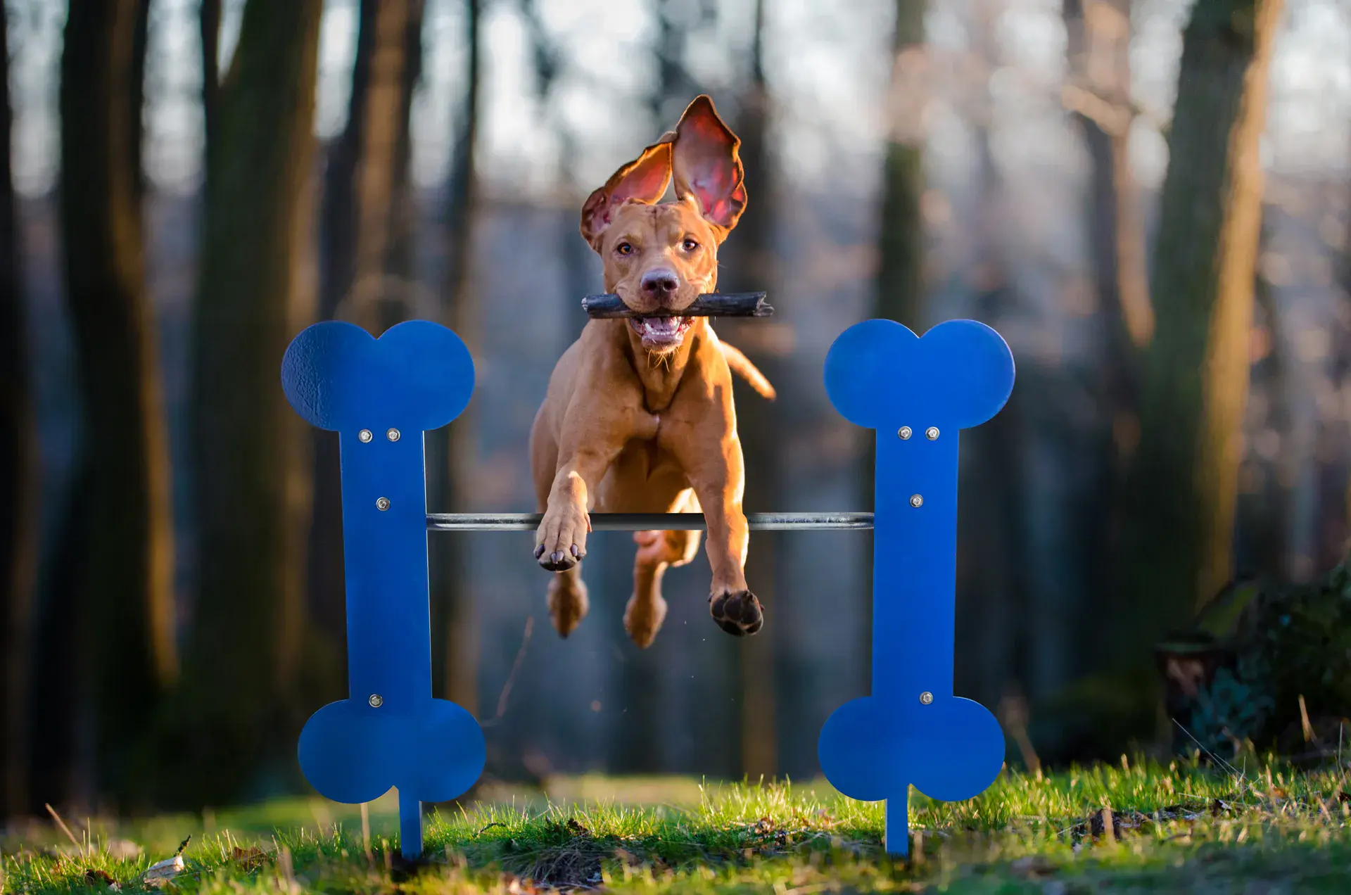 Jamestown Advanced Products Mounted Dog Park Equipment